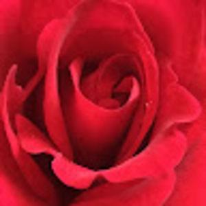 Meet your Posher, Amal